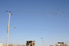 Afghanistan - Herat - pigeons in the air - photo by E.Andersen