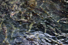 Alaska - Juneau: salmon running (photo by Robert Ziff)