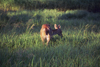 Alaska - south - a hind eating grass - photo by E.Petitalot