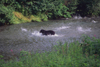 Alaska - Yukon river: black bear trying to catch salmons - photo by E.Petitalot