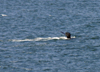 Alaska's Inside Passage : whale watching (photo by Robert Ziff)