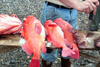 Alaska - Ketchikan: Fishing with Baranoff - the catchj (photo by Robert Ziff)