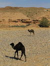 Algrie / Algerie - Sahara: camels in the desert - photo by J.Kaman