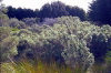 Amsterdam island: native Phylica trees sheltered by a windbreak of introduced cedar trees (photo by Francis Lynch)