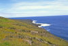 Amsterdam island: coastal view (photo by Francis Lynch)