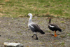 Argentina - Beagle Canal / Canal del Beagle - Tierra del Fuego: geese (photo by N.Cabana)