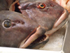 Argentina - Crdoba - fish at the market - Mercado Municipal - images of South America by M.Bergsma