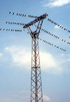 Armenia - Marmashen: birds of a feather flock together - crows on the power lines - pylon - photo by M.Torres