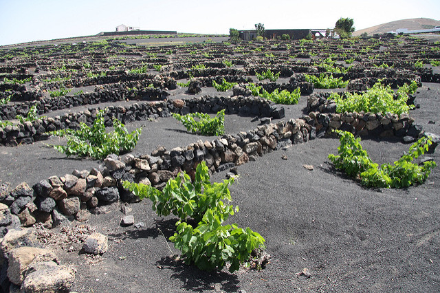 Guatiza, Lanzarote: Cactus Pear - in a lava field - prickly pear - Opuntia ficus-indica