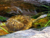 Australia - Snake-necked turtle (Victoria) - photo by Luca Dal Bo