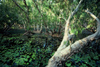 Australia - Billabong (NT): Water lilies III - photo by  Picture Tasmania/Steve Lovegrove