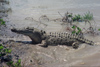 Australia - Northern Territory: Saltwater Crocodile - photo by  Picture Tasmania/Steve Lovegrove