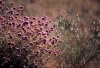 Australia - Western Australia: wild flowers - photo by Picture Tasmania/S.Lovegrove