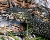 Australia - Fraser Island (Queensland): Lace Monitor Goanna - photo by Luca Dal Bo