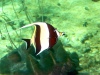 Australia - Townsville (Queensland): Townsville Reef Aquarium - elegant - photo by Luca Dal Bo