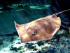 Australia - Townsville (Queensland): Townsville Reef Aquarium - manta ray - photo by Luca Dal Bo