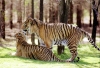 Australia - Dubbo (NSW): a pair of tigers relax at the Western Plains Zoo - Panthera tigris - photo by Rod Eime