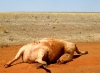 Australia - Duncan Road (NT): dead car - photo by Luca dal Bo