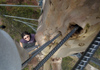 Pemberton (WA): Climbing Gloucester Tree - photo by B.Cain