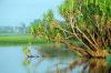 Australia - Kakadu National Park (NT): Yellow Water billabong - South Alligator river  - photo by  Picture Tasmania/Steve Lovegrove