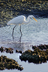 Australia - South Australia: White Egret hunting - photo by G.Scheer