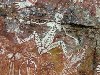 Australia - Australia - Kakadu National Park (NT): painting of a female - 40.000 years BC - photo by Angel Hernandez