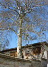 Sheki / Shaki - Azerbaijan: Sheki Khans' palace - built in 1797 by Muhammed Hasan Khan - view from outside the wall - large tree - photo by N.Mahmudova