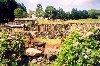 Azores / Aores - Furnas do Enxofre: touros aguardam corrida  corda / bulls waiting for the bullfight - photo by M.Durruti