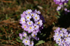 Bhutan - Primulas, on the way to Chele la - photo by A.Ferrari