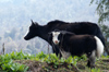 Bhutan - pair of Yaks, near Dochu La pass - photo by A.Ferrari