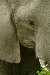 Chobe National Park, North-West District, Botswana: elephant - close up - tough and thick skin - short tusks of Kalahari elephants - photo by J.Banks