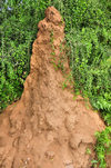 Gaborone Game Reserve, South-East District, Botswana: termite mound - 2 meter tall conical termitaria - anthill providing temperature and moisture control for the fungal gardens - photo by M.Torres