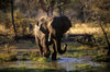 Okavango delta, North-West District, Botswana: an African Elephant walking across a marsh - Loxodanta Africana - photo by C.Lovell