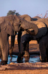 Chobe National Park, North-West District, Botswana: a herd of bull elephants drink at a watering hole in the Savuti Marsh - photo by C.Lovell