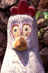 Brazil / Brasil - Porto de Galinhas, Ipojuca, Pernambuco: chicken / galinha - photo by F.Rigaud