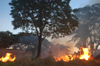 Brazil / Brasil - Dourados: burning bushes in the city / Queimada em lote urbano (photo by Marta Alves)