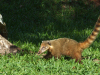 Brazil / Brasil - Foz do Iguau (Parana): Ring-tailed coati - Coatimundi - hog-nosed coon - Nasua nasua - Parque Nacional do Iguau - Unesco world heritage site - photo by M.Bergsma