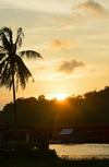 Bandar Seri Begawan, Brunei Darussalam: coconut tree and sunset over the forest - Kampong Pg. Kerma Indra Lama water village - photo by M.Torres