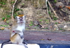 Bandar Seri Begawan, Brunei Darussalam: Rhesus macaque (Macaca mulatta) at the Tasek Lama Recreational Park - photo by M.Torres