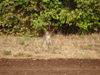 Cabinda - Cabinda - Malongo: monkey by the road side / macaco junto  estrada - photo by A.Parissis