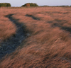 Canada / Kanada - Saskatchewan: tire tracks through a field - photo by M.Duffy