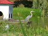 Vineland - Niagara Region, Ontario, Canada / Kanada: Blue Heron in a pond - photo by R.Grove