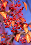 Canada / Kanada - Whitehorse, Yukon: berries grow on a dry subarctic climate / bagas - photo by F.Rigaud