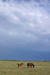 Canada / Kanada - Saskatchewan: horses running in the field - photo by M.Duffy