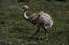 Torres del Paine National Park, Magallanes region, Chile: andu walking on the grass - lesser rhea, Pterocnemia pennata, ostrich-like flightless bird of southern Patagonia - photo by C.Lovell