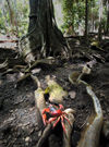 38 Christmas Island: Red Crab on tree root (photo by B.Cain)