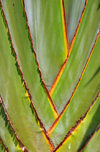 Goma, Nord-Kivu, Democratic Republic of the Congo: Traveller's Tree detail - Ravenala madagascariensis - bird-of-paradise family - photo by M.Torres