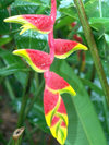 Cook Islands - Aitutaki island: Hanging Heliconia / Lobster Claw / parrot's beak flower Heliconia rostrata - Bihai rostrata, Heliconia poeppigiana - exotic flower with dew - flor exotica - orvalho- photo by B.Goode