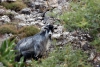 Crete - Sfakia (Hania prefecture): Aradaina - goat in the mountain (photo by Alex Dnieprowsky)