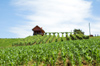 Croatia - Varazdin county: growing maize - photo by P.Gustafson